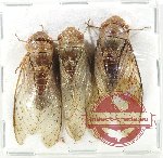 Scientific lot no. 27 Cicadidae (3 pcs A2)