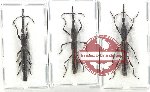 Scientific lot no. 147 Brenthidae (3 pcs - 1 pc A2)