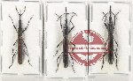 Scientific lot no. 146 Brenthidae (3 pcs)