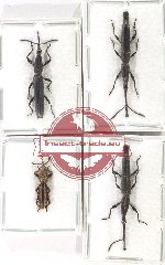 Scientific lot no. 148 Brenthidae (4 pcs - 1 pc A2)