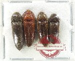 Scientific lot no. 74 Eucnemidae (4 pcs)