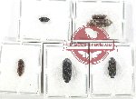 Scientific lot no. 75 Eucnemidae (6 pcs)