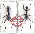 Scientific lot no. 77 Cicindelidae (2 pcs A-, A2)
