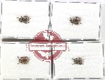 Scientific lot no. 542 Chrysomelidae (4 pcs)