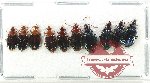 Scientific lot no. 803 Carabidae (10 pcs)