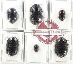 Scientific lot no. 108 Blattodea (6 pcs)