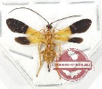 Scientific lot no. 544 Hymenoptera (1 pc)