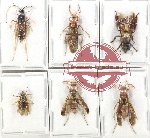 Scientific lot no. 543 Hymenoptera (6 pcs)