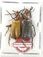 Scientific lot no. 71 Meloidae (2 pcs A2)