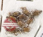 Scientific lot no. 207 Melolonthinae (9 pcs)