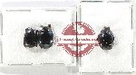 Scientific lot no. 111 Histeridae (3 pcs)