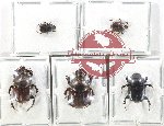 Scientific lot no. 851 Coprophaga (5 pcs)