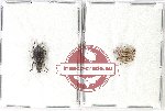 Scientific lot no. 857 Curculionidae (3 pcs)