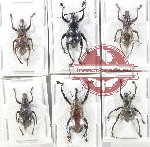 Scientific lot no. 867 Curculionidae (6 pcs - 1 pc A2)