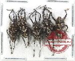 Scientific lot no. 864 Curculionidae (5 pcs)