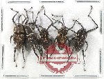 Scientific lot no. 863 Curculionidae (5 pcs)