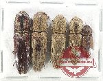 Scientific lot no. 203 Elateridae (5 pcs)