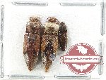 Scientific lot no. 204 Elateridae (3 pcs)