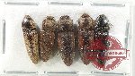 Scientific lot no. 207 Elateridae (5 pcs)