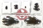 Hydrophilidae Scientific lot no. 292 (9 pcs)