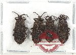 Scientific lot no. 1328 Heteroptera (4 pcs)