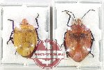 Scientific lot no. 1334 Heteroptera (Scutellarinae) (2 pcs A2)