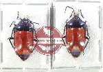 Scientific lot no. 1335 Heteroptera (2 pcs A2)