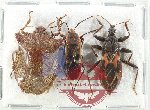Scientific lot no. 1325 Heteroptera (3 pcs)