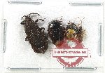 Scientific lot no. 1327 Heteroptera (4 pcs A2)