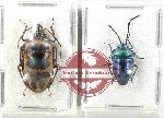 Scientific lot no. 1326 Heteroptera (2 pcs - 1 pc A2)