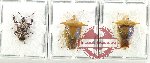 Scientific lot no. 1336 Heteroptera (3 pcs A2)