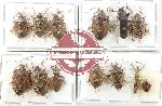 Scientific lot no. 1339 Heteroptera (13 pcs)