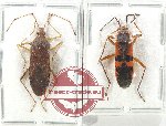 Scientific lot no. 1337 Heteroptera (2 pcs)