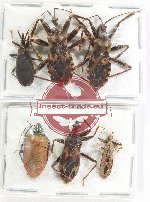 Scientific lot no. 1324 Heteroptera (6 pcs A2)