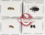 Scientific lot no. 1340 Heteroptera (13 pcs)