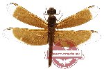 Neurothemis sp. 4 (SPREAD) (5 pcs)