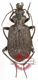 Calosoma senegalense (5 pairs A-)