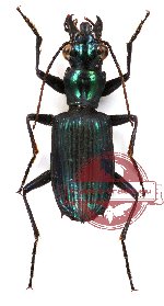 Catascopus (s.str.) cupripennis Thomson, 1857 (5 pcs)