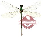 Neurobasis chinensis ssp. chinensis (SPREAD) (5 pcs)