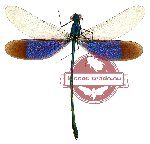 Neurobasis chinensis ssp. chinensis (SPREAD) (10 pcs)