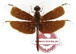 Neurothemis fluctuans (10 pcs)