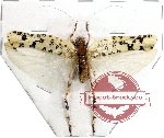Trachyzulpha fruhstorferi (SPREAD) (A2)