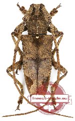 Potemnemus trituberculatus (5 pcs)