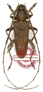 Acalolepta basicornis