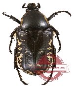 Aethiessa mesopotamica