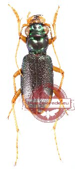 Tetracha brasiliensis