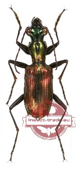 Catascopus sp. 15 (5 pcs)