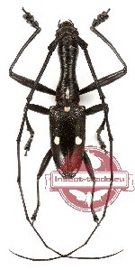 Gnoma sp. 4 (10 pcs)