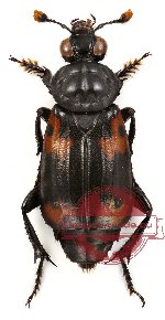 Nicrophorus (s.str.) heurni Portevin, 1926