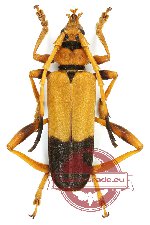 Schmidtiana apicalis (A2)